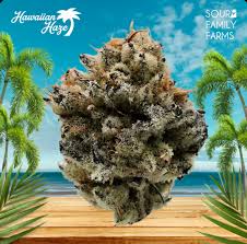 Buy Hawaiian Haze 1g Flower online - Aroma Hill Fox Lake | Fox