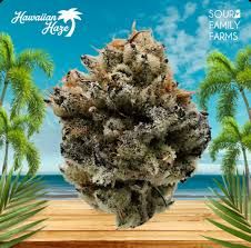 Hawaiian Haze Sour Family Farms Hawaiian Haze Sour Family Farms