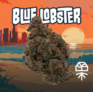 Blue Lobster Grassroots