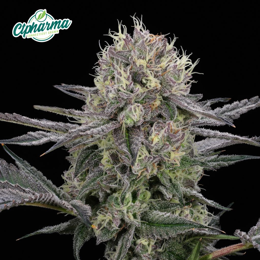 CTPharma GMO Purps 3.5g Flower
