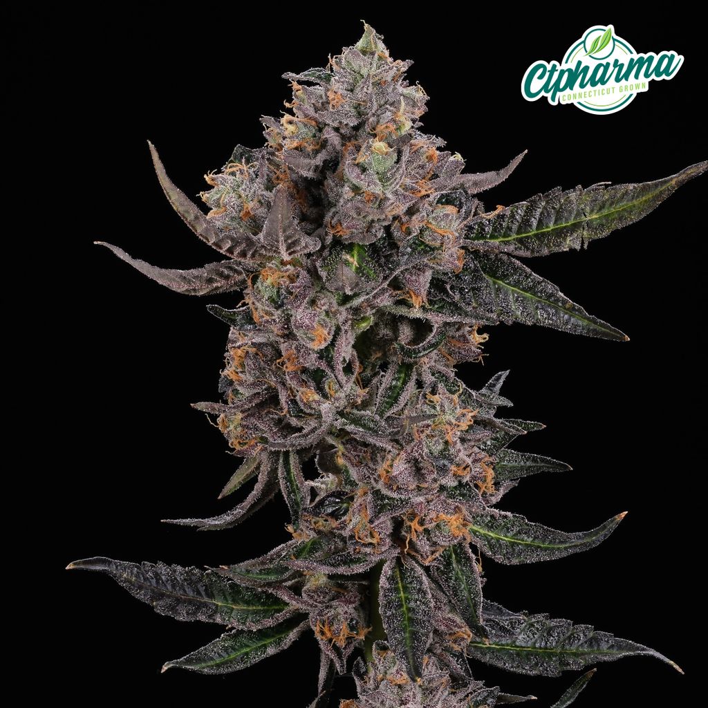 CTPharma Heir Heads 3.5g Flower