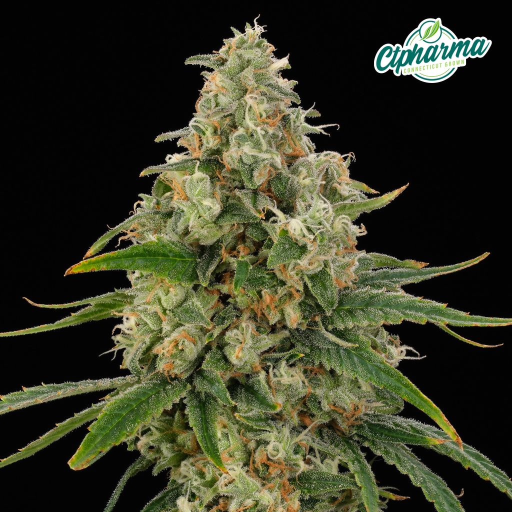 CTPharma Red Gary 3.5g Flower