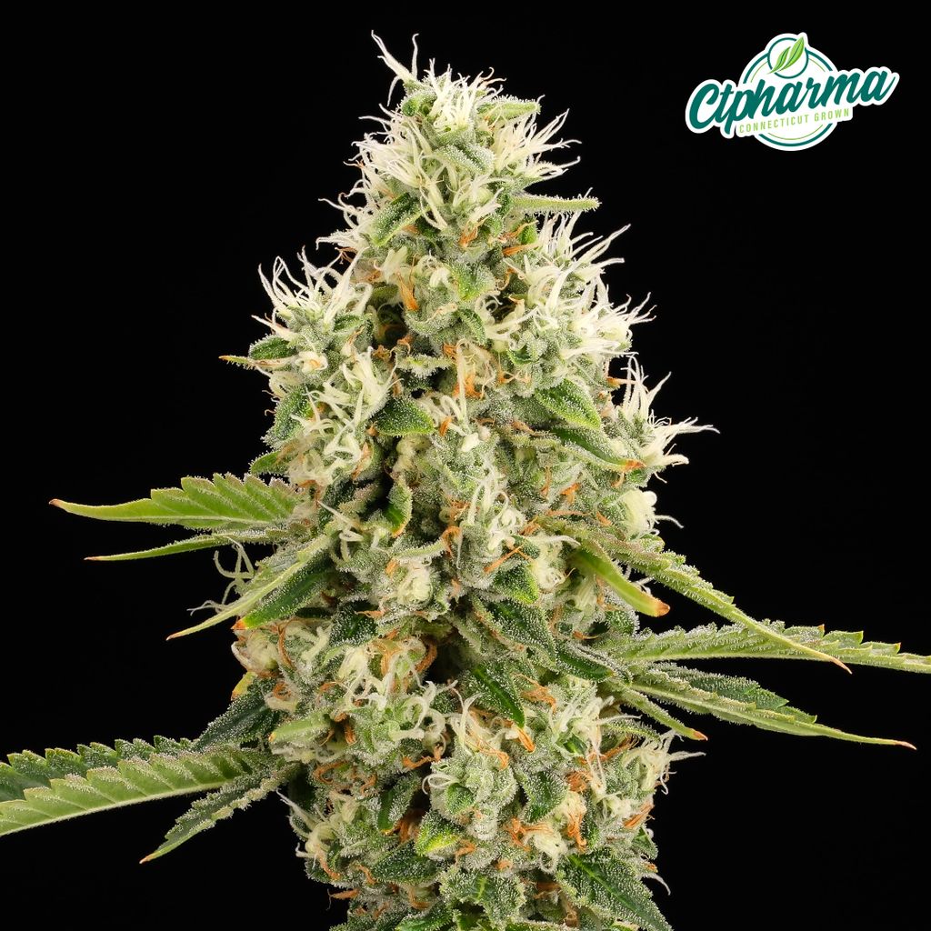 Scout Breath