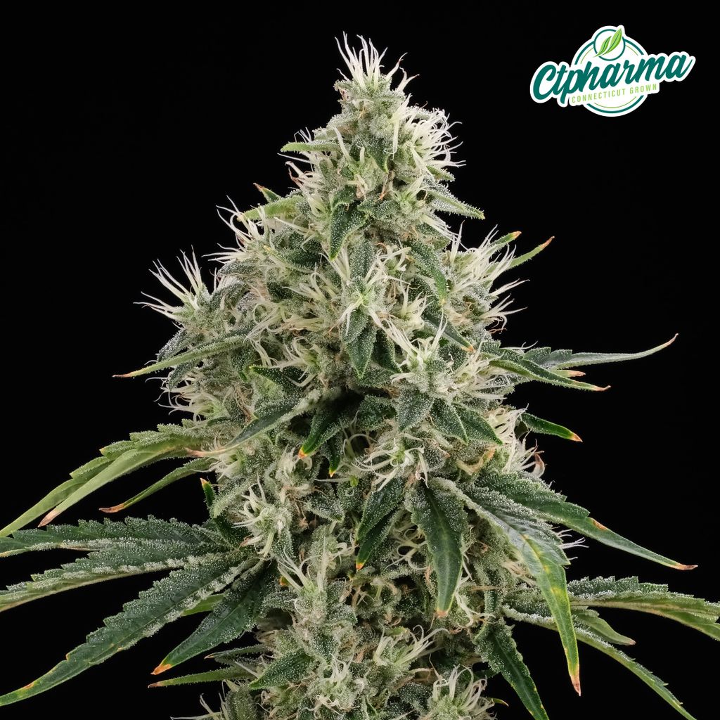 CTPharma Hazy Fields 3.5g Flower