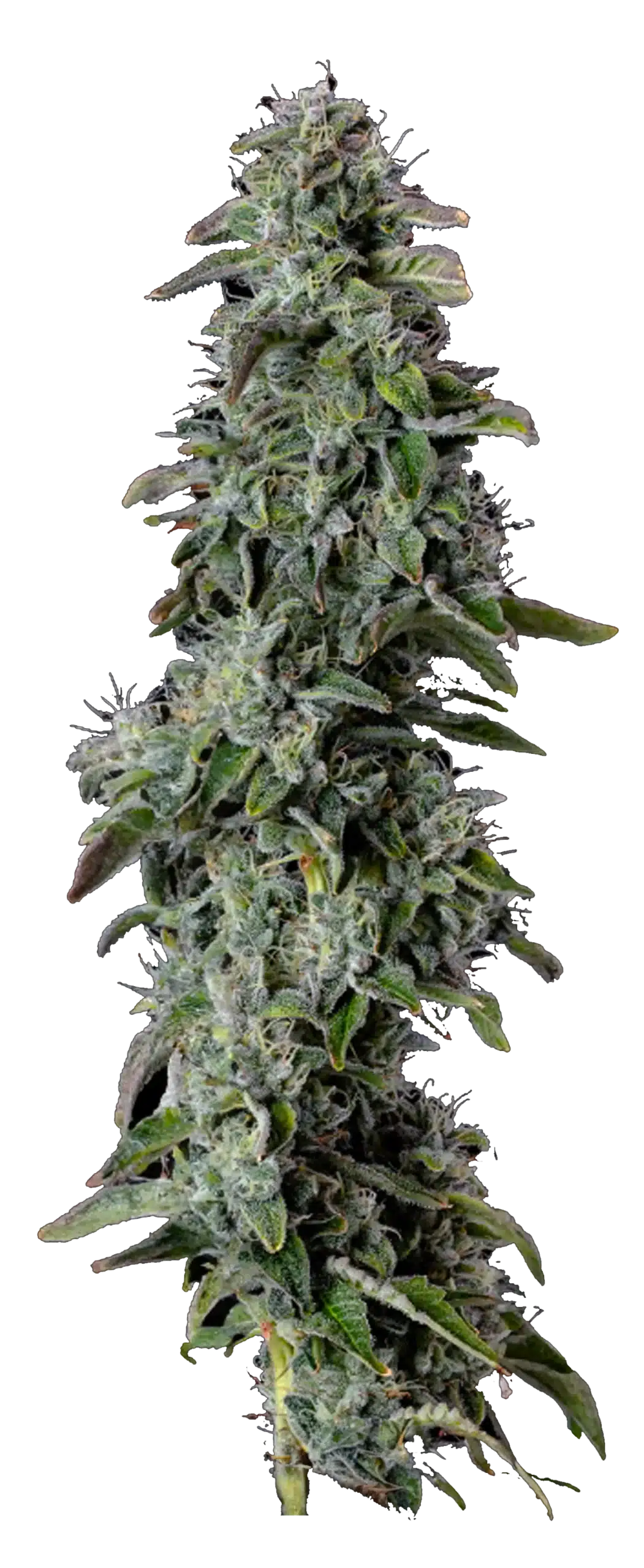 Dulce De Uva