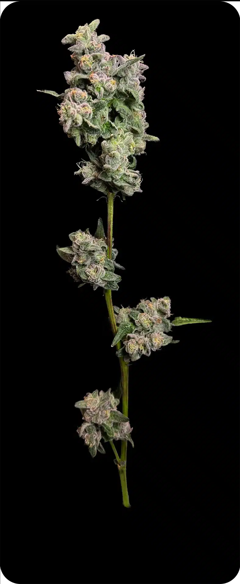 Halloween Special River Valley Relief