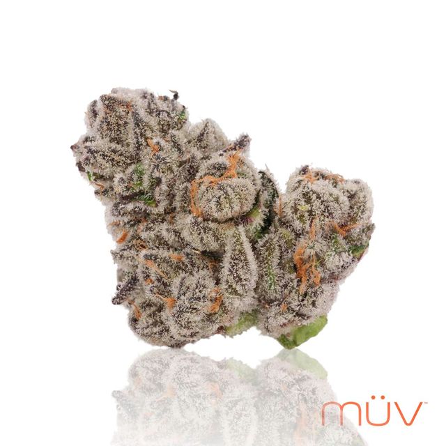 Glitter Bomb MÜV