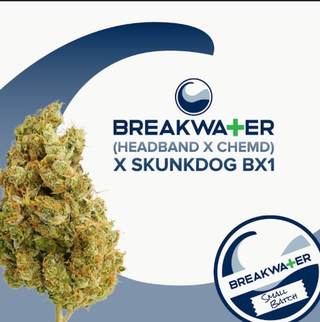Headband x ChemD x Skunkdog Bx1 | 3.5g Flower Breakwater