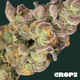Orange Malt Crops Orange Malt Crops