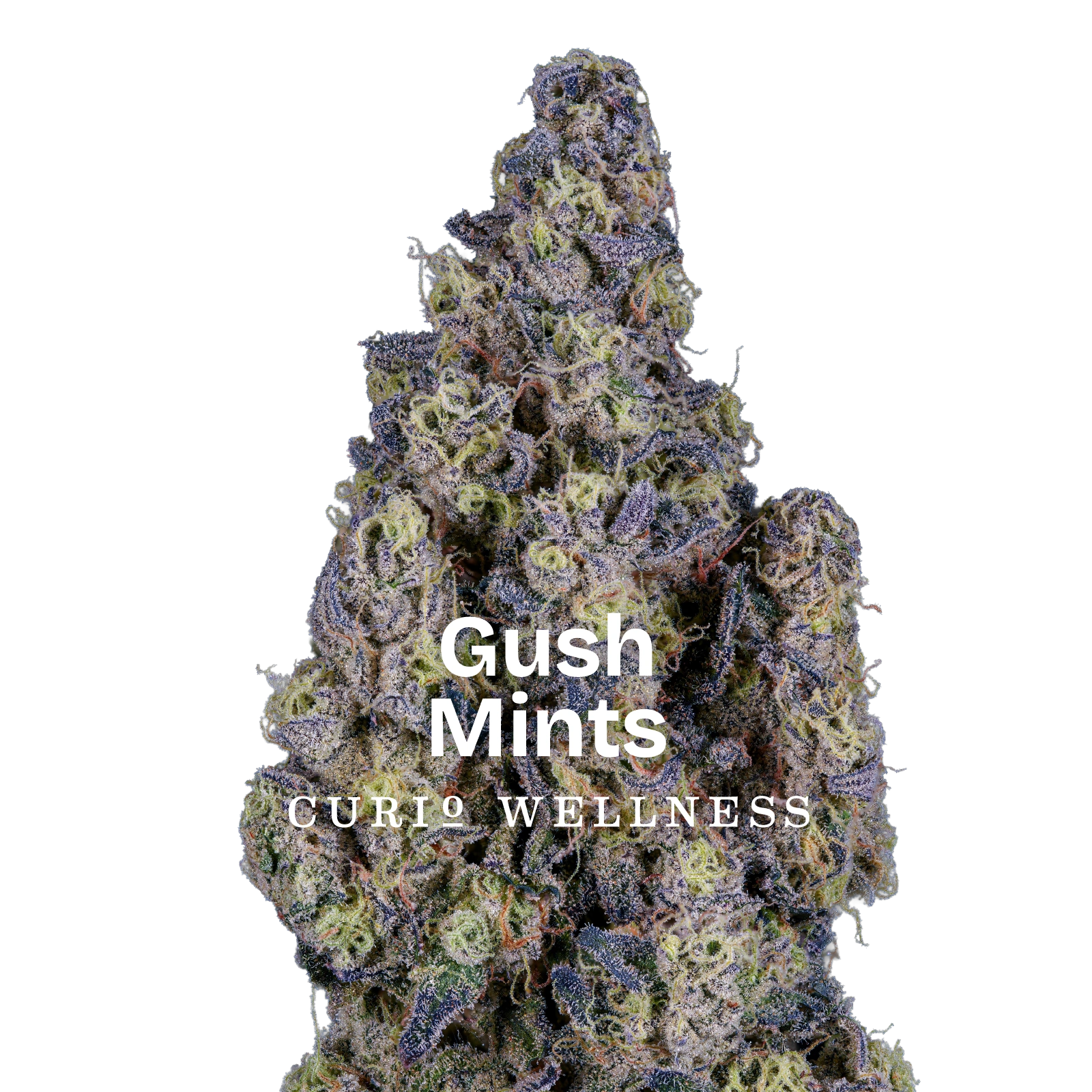 Exclusive Gush Mints Curio