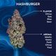 Hashburger Ozone Hashburger Ozone