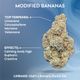 Modified Bananas Ozone Modified Bananas Ozone