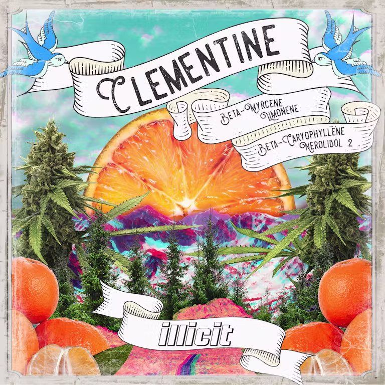 Clementine Illicit Clementine Illicit