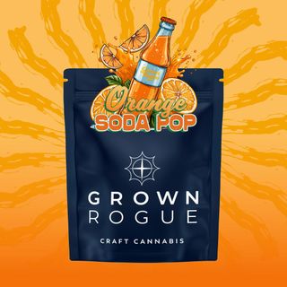 Orange Soda Pop Grown Rogue