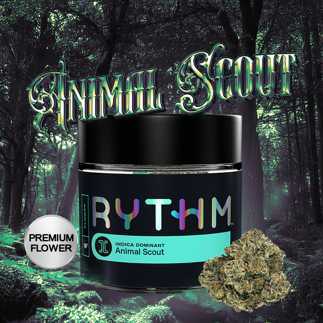 Animal Scout Rythm Animal Scout Rythm