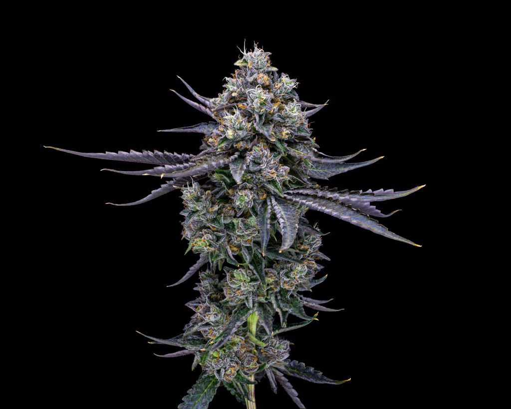 Doghouse Mega Deli Style Flower, 1g - image 3