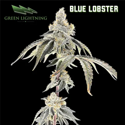 Blue Lobster