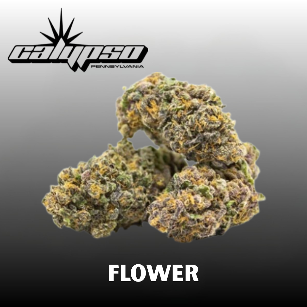 Biscotti x Kush Mntz Calypso Biscotti x Kush Mntz Calypso