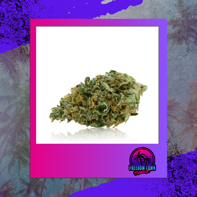 MNGO Haze Freedom Town