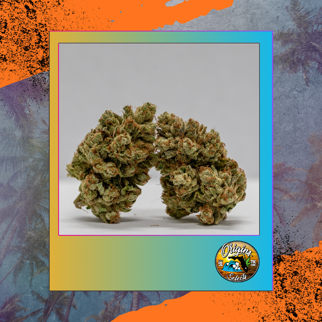 Origins Triangle Kush Freedom Town