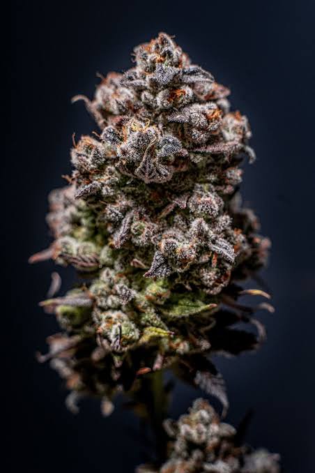 Candela Animal Cookies Flower 3.5g