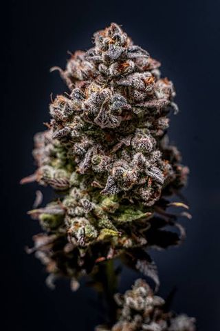 Animal Cookies Candela