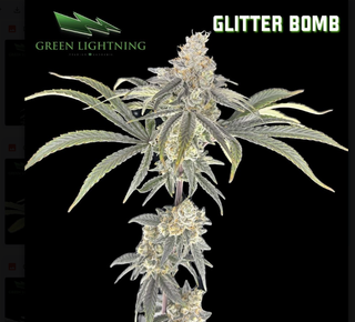 Glitter Bomb | 3.5g Flower Green Lightning