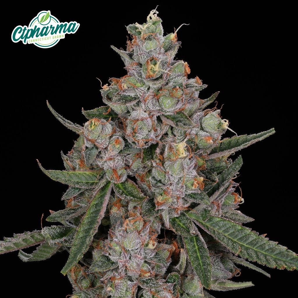 CTPharma Tuscan Gelato 3.5g Flower