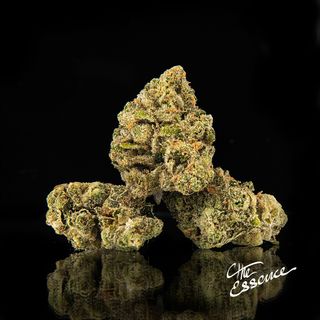 Gelato 41 product