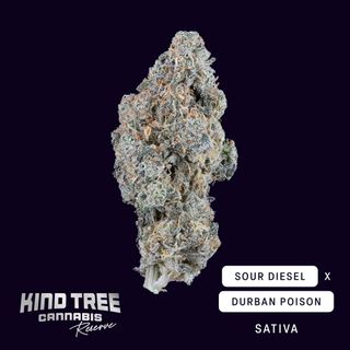 Sour Diesel x Durban Poison Kind Tree