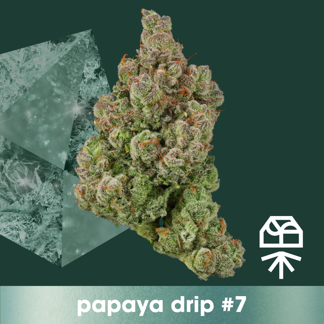 Papaya Drip #7 Grassroots