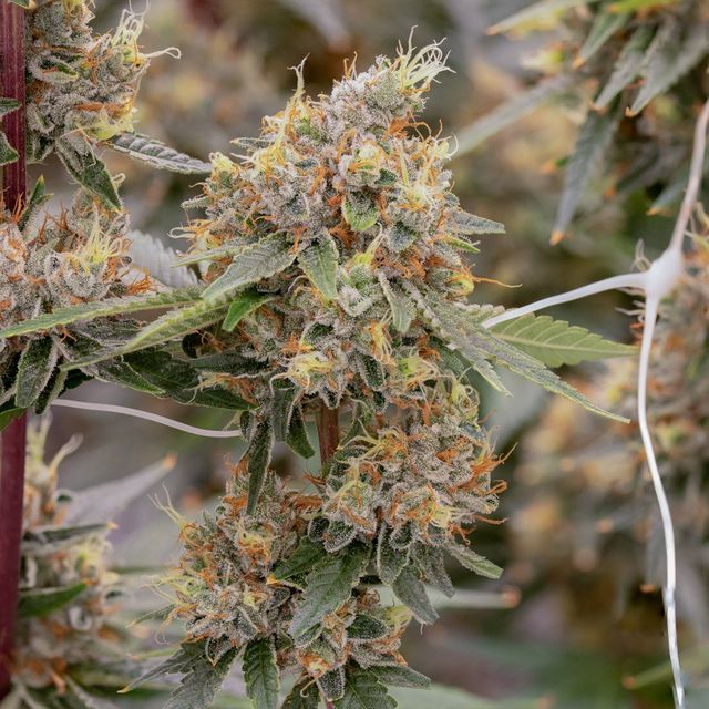 Lemon OG Sol Canna