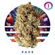 Pave Ozone Pave Ozone