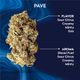 Pave Ozone Pave Ozone