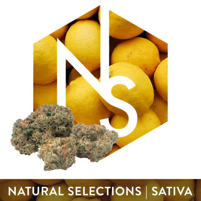 Super Lemon Haze #6 Natural Selections Super Lemon Haze #6 Natural Selections