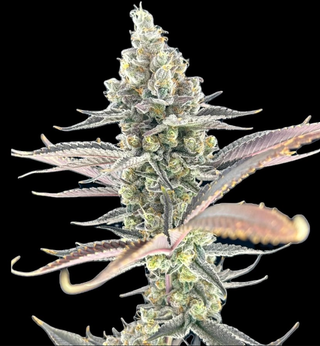 Chimax | 7g Smalls Green Lightning