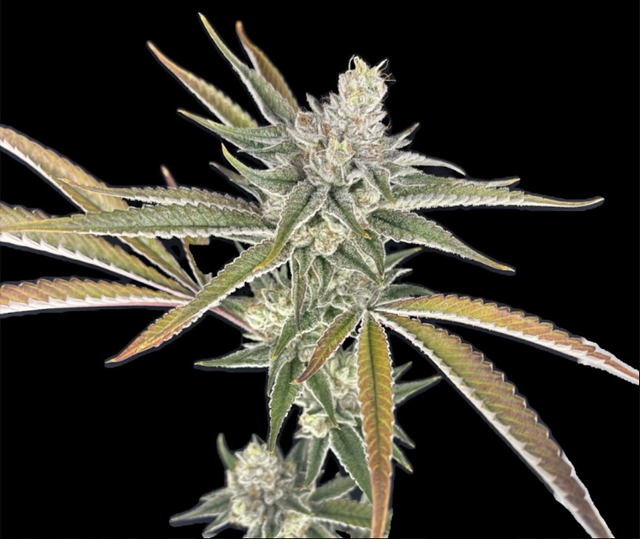 Gas Nana | 7g Smalls Green Lightning