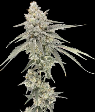 Musk 1 | 7g Smalls Green Lightning
