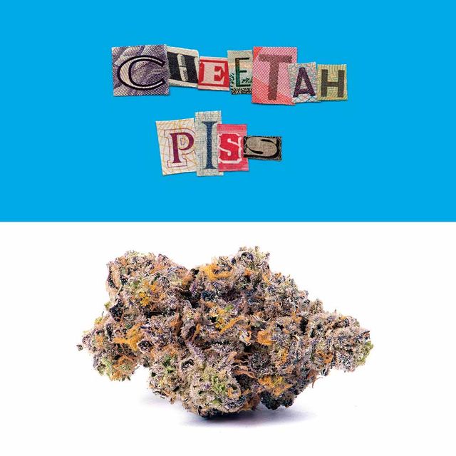 Cheetah Piss Cookies Cheetah Piss Cookies