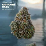 Arrigoni Haze