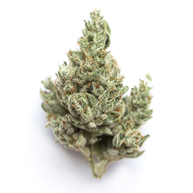 Delphi Diesel Grassroots