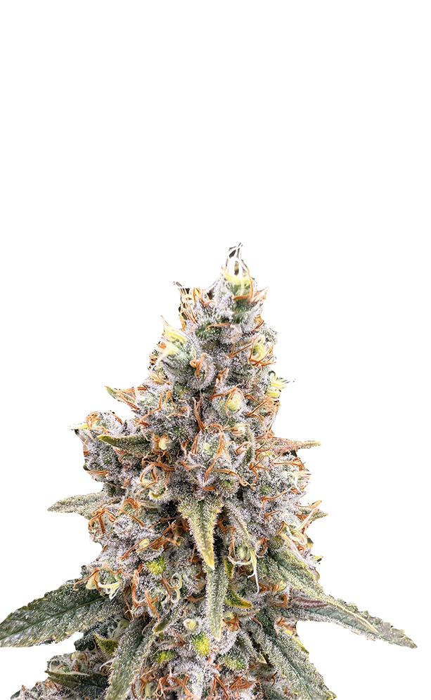 Acapulco Gold Victory