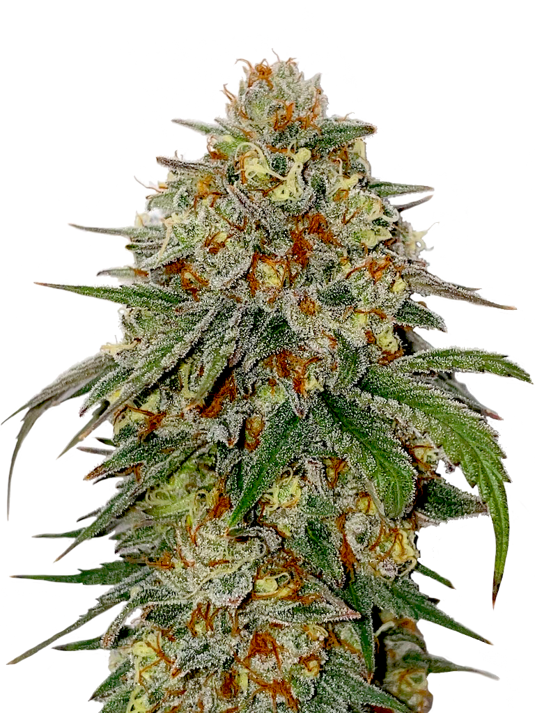 Bubba Kush