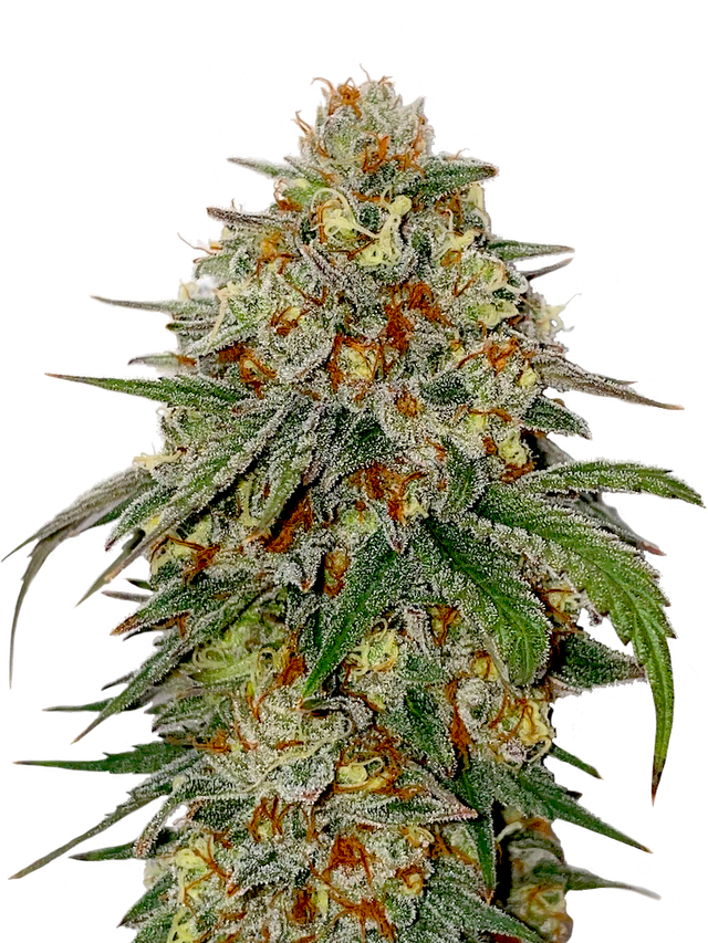 Bubba Kush Victory