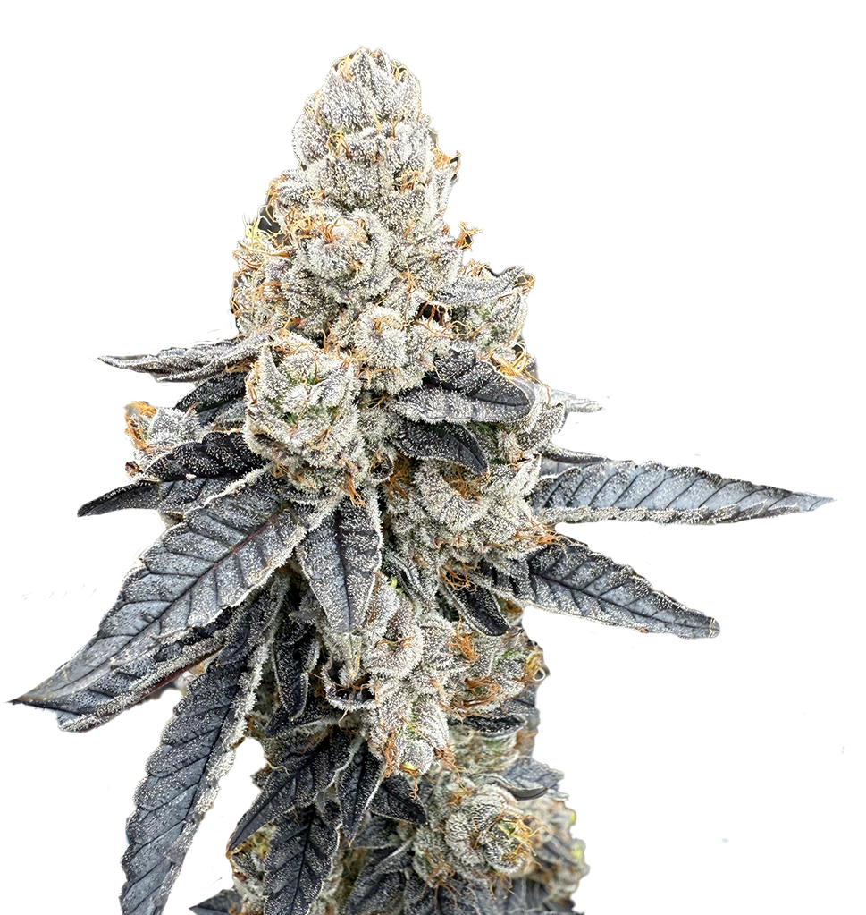 Pineapple Udc