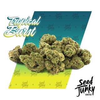 Tropical Burst Seed Junky