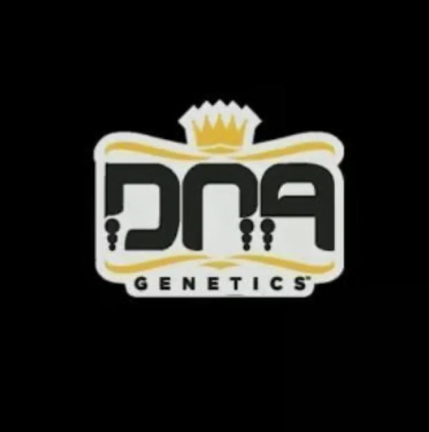 Sour OG DNA Genetics Sour OG DNA Genetics