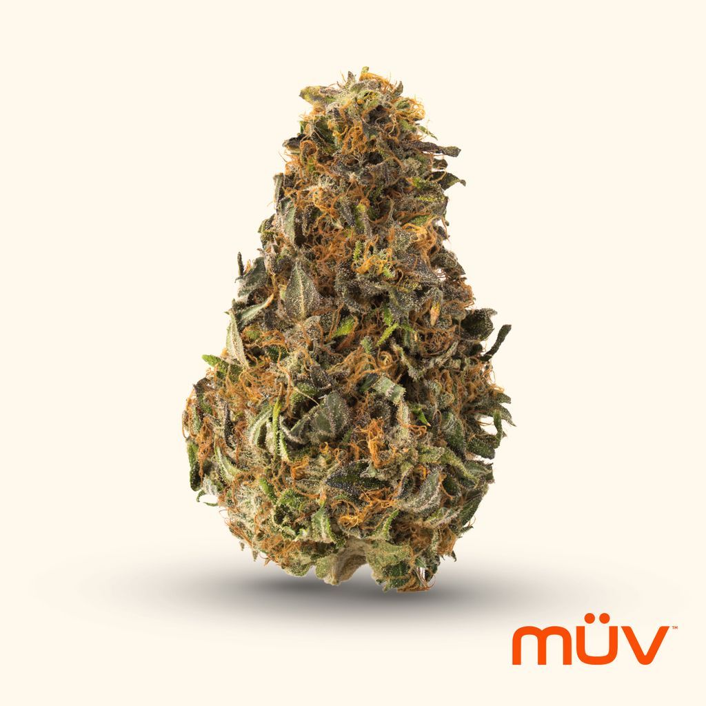 MÜV Snow Sweet x Jet Fuel Gelato Whole Flower, 7g