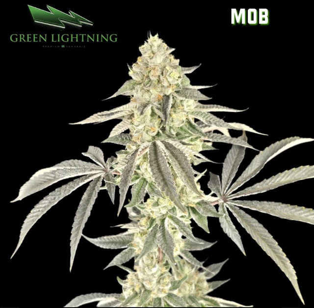 M.O.B. | 7g Smalls Green Lightning M.O.B. | 7g Smalls Green Lightning