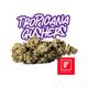 Tropicana Gushers Fade Co. Tropicana Gushers Fade Co.